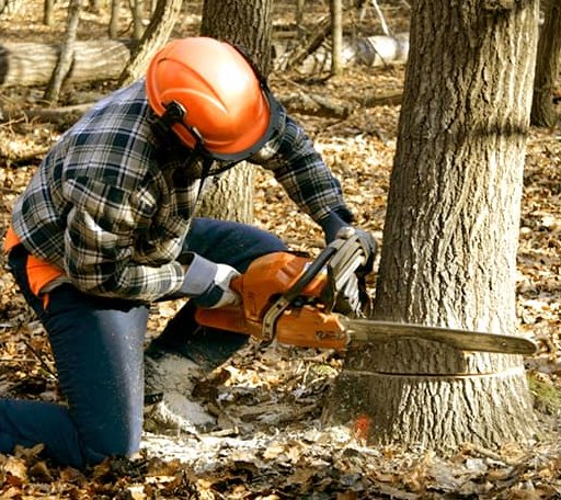 Tree Removal in Beech Island, SC
